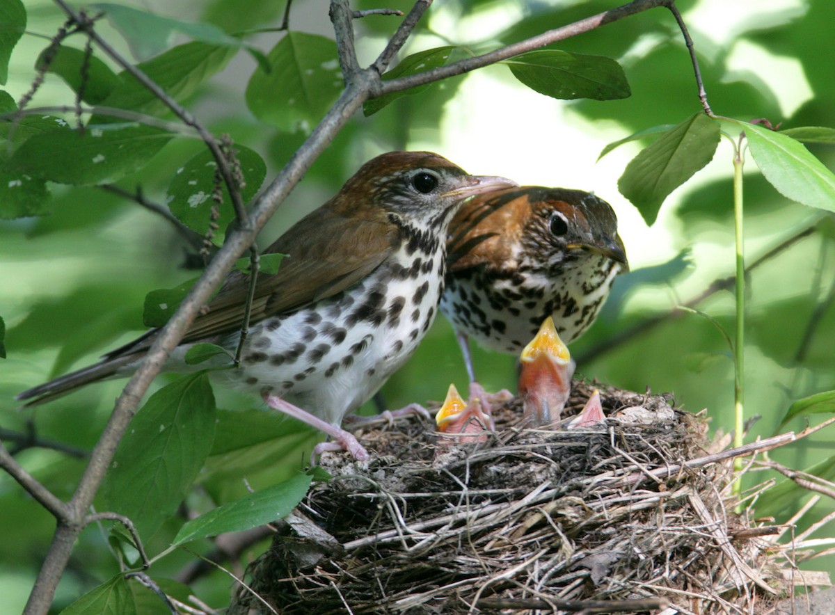 Wood Thrush - Hal and Kirsten Snyder