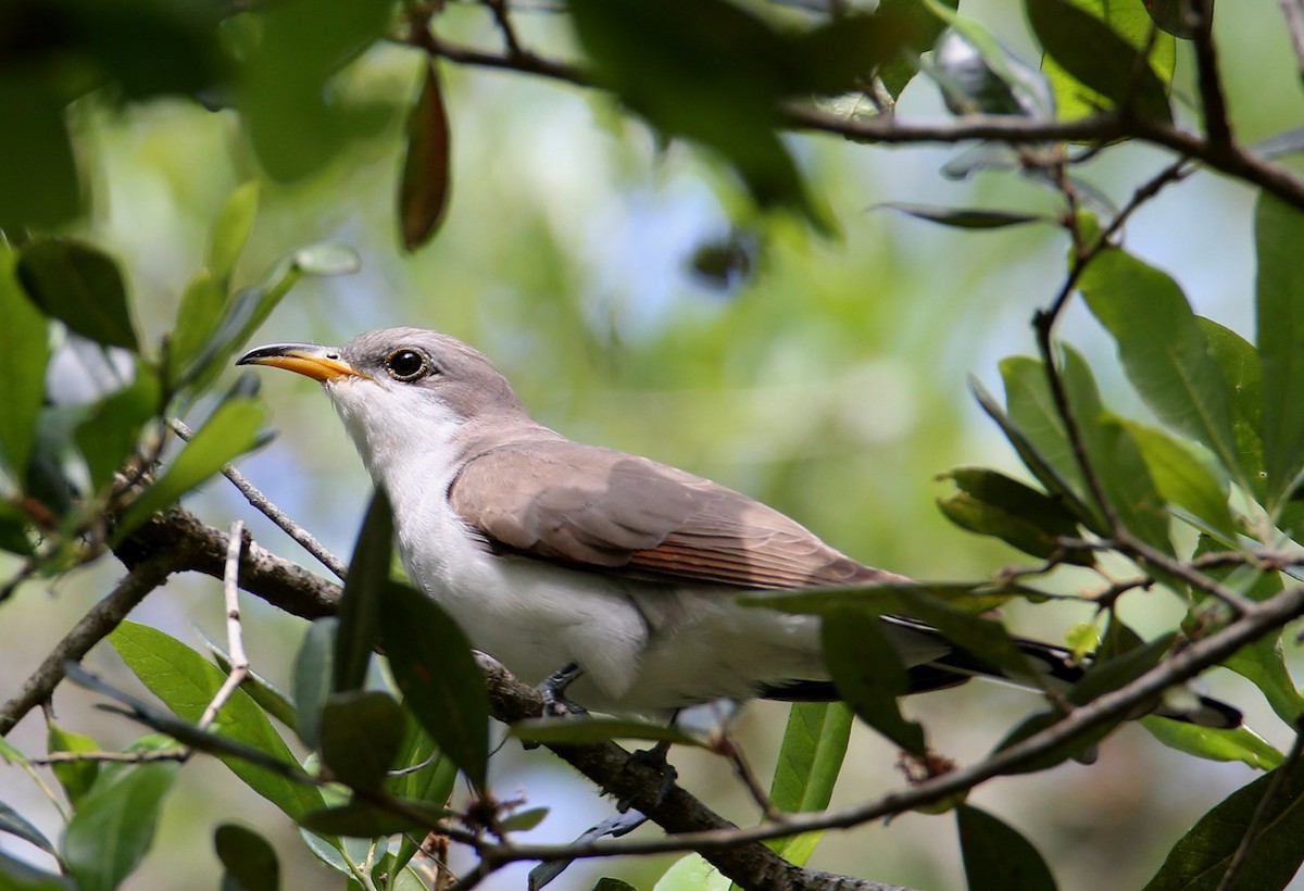 Yellow-billed Cuckoo - Hal and Kirsten Snyder