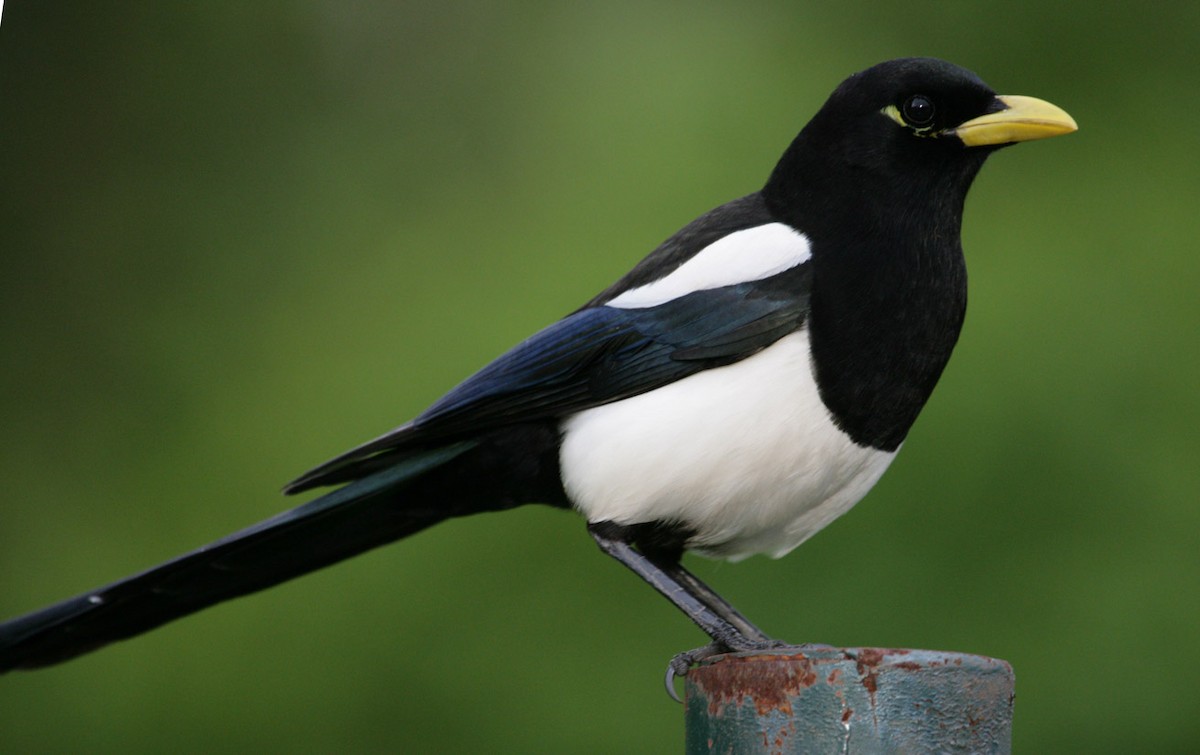 Yellow-billed Magpie - Hal and Kirsten Snyder