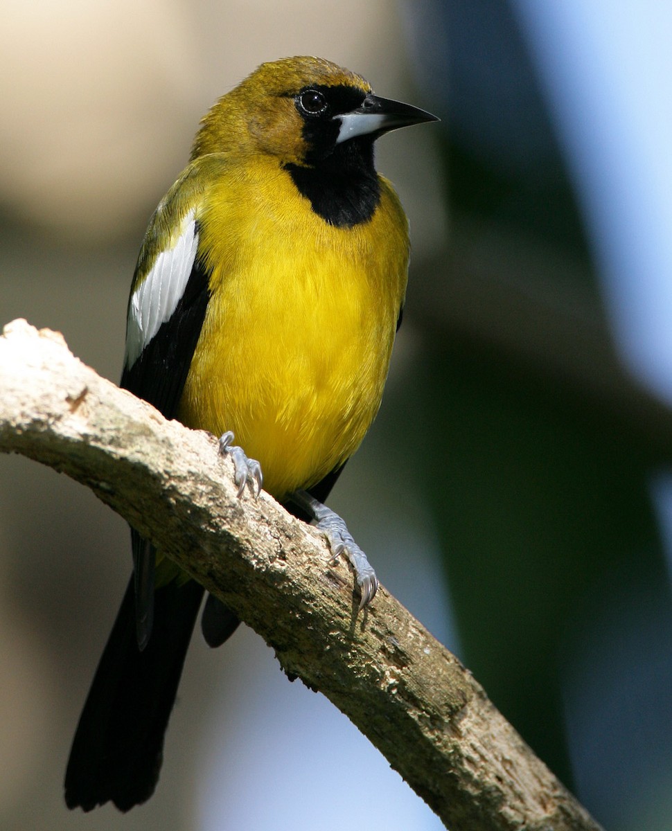 Jamaican Oriole - Hal and Kirsten Snyder