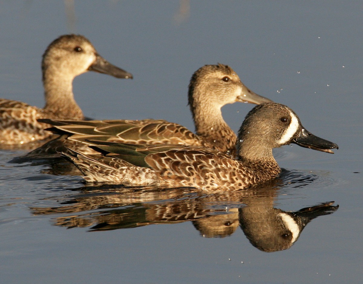 Blue-winged Teal - ML204310321