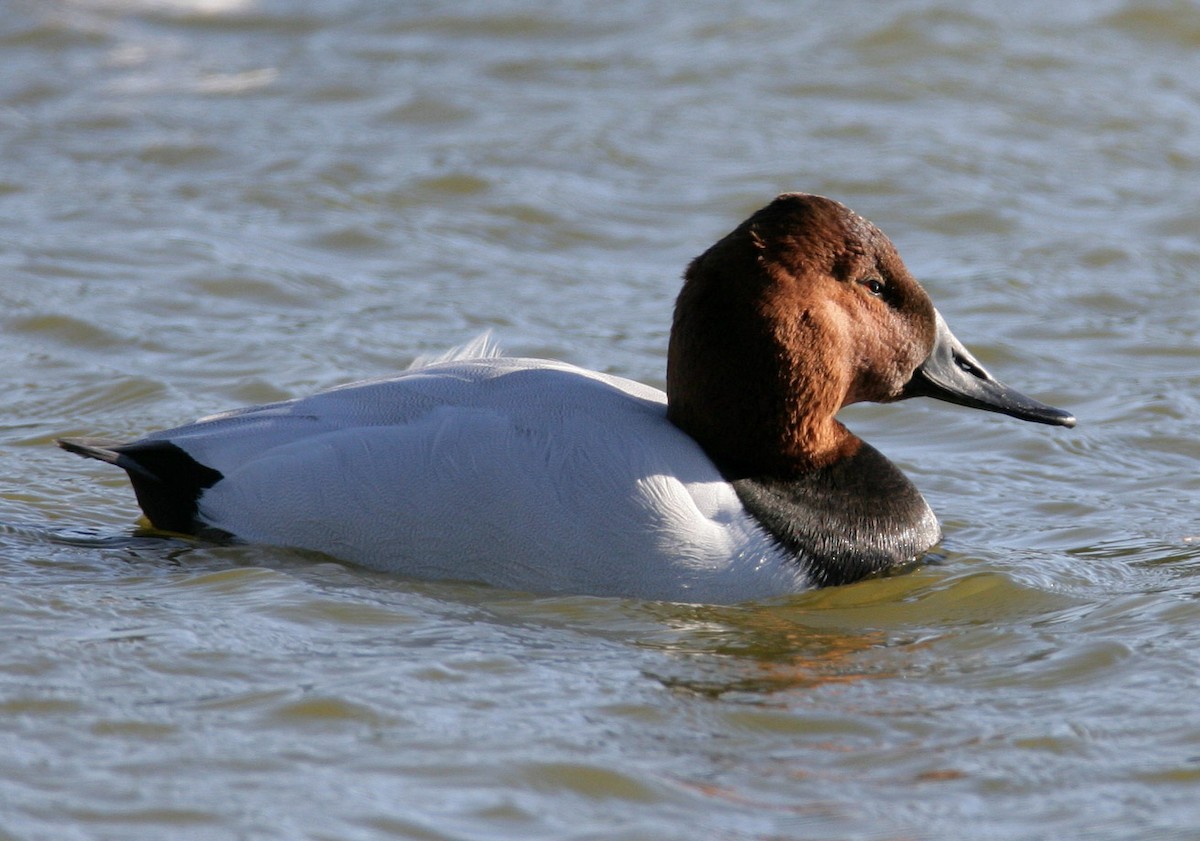 Canvasback - Hal and Kirsten Snyder