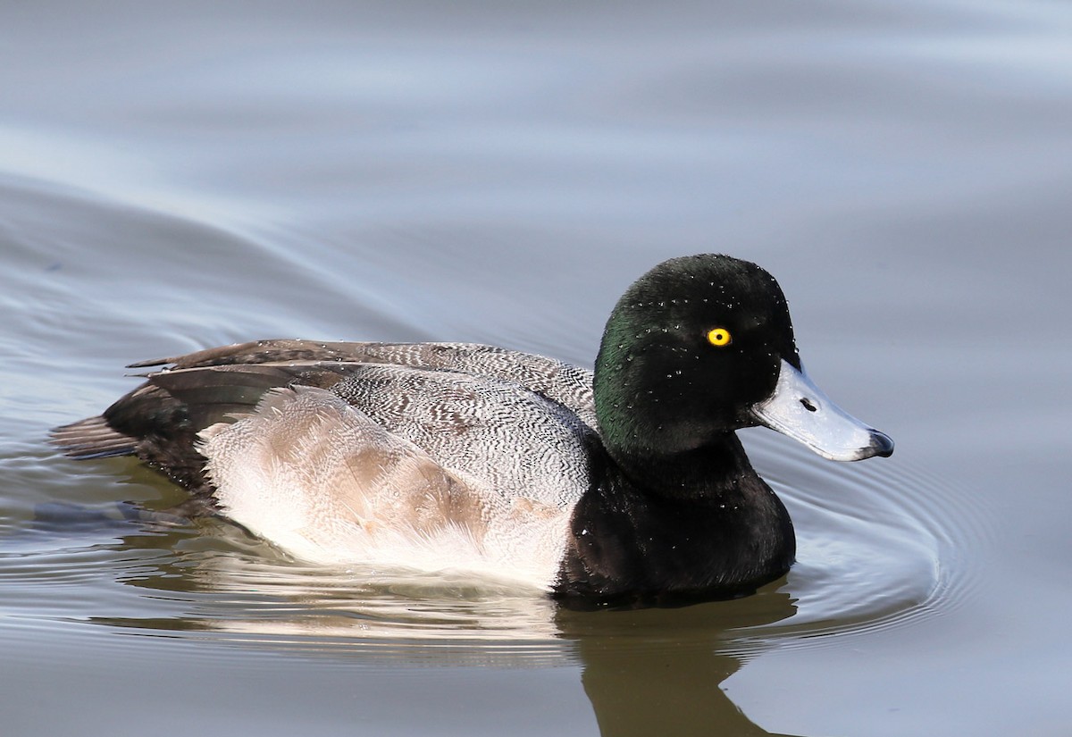 Greater Scaup - Hal and Kirsten Snyder