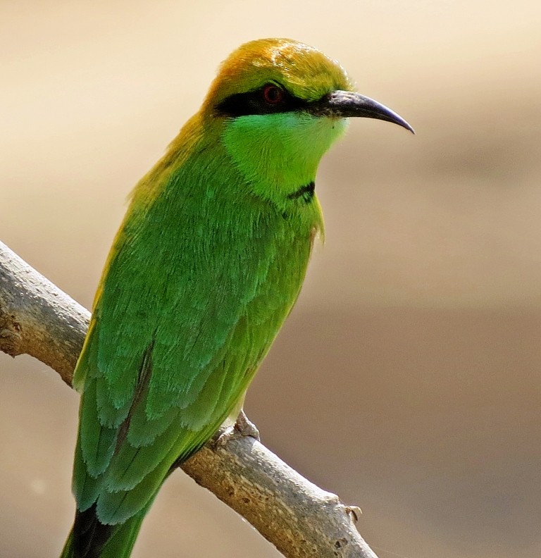 Asian Green Bee-eater - Shailesh Darji
