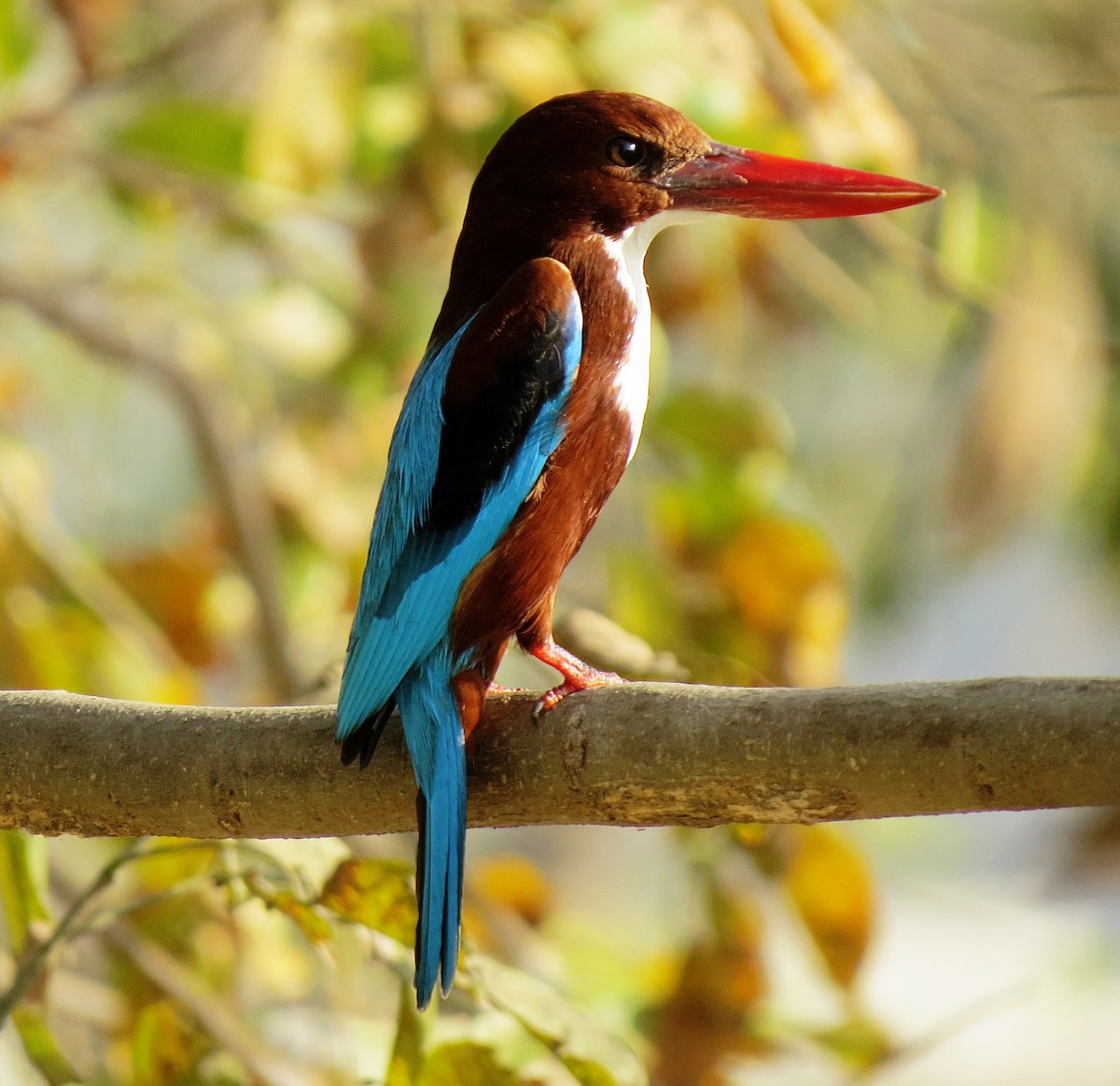 White-throated Kingfisher - Shailesh Darji