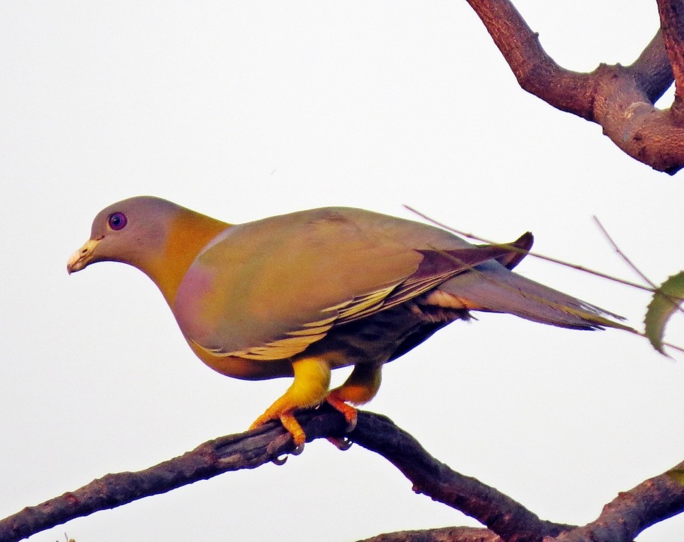 Yellow-footed Green-Pigeon - Shailesh Darji