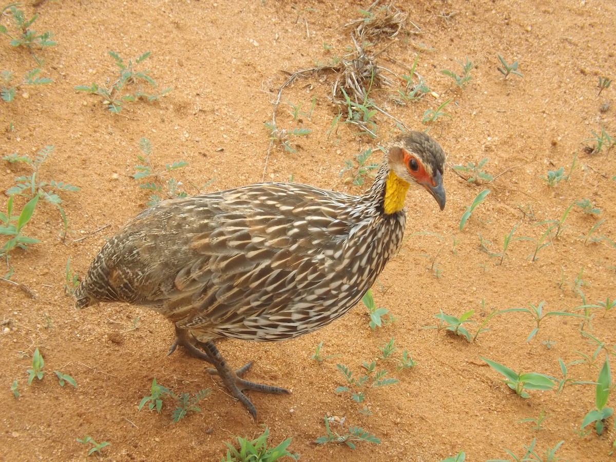 Yellow-necked Spurfowl - Boaz Ogola