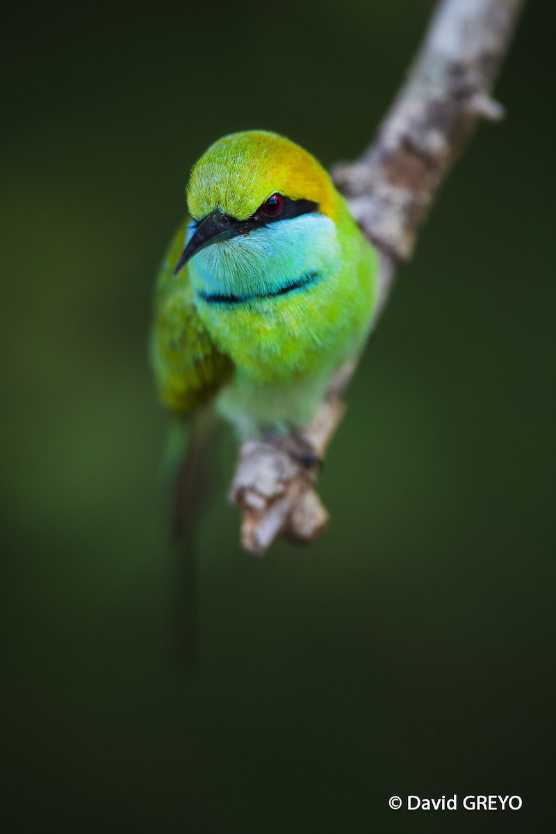 Asian Green Bee-eater - David Greyo