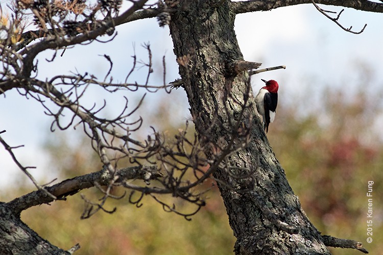 Red-headed Woodpecker - Karen Fung