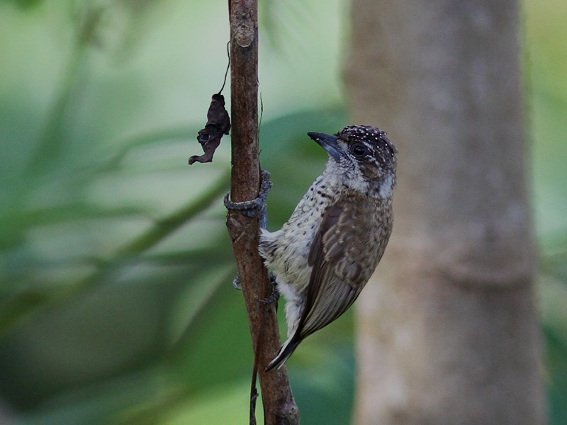 Scaled Piculet (Black-dotted) - Fredrik Salin