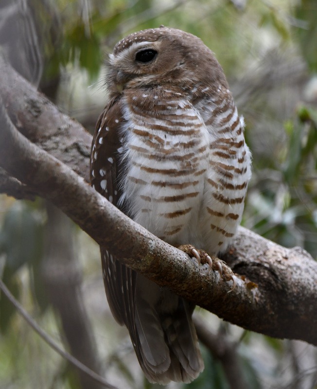 White-browed Owl - ML204311351