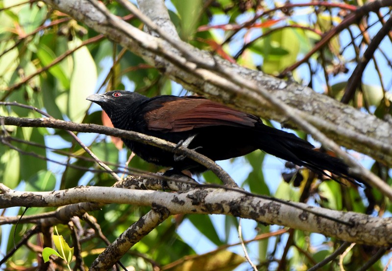 Malagasy Coucal - ML204311391