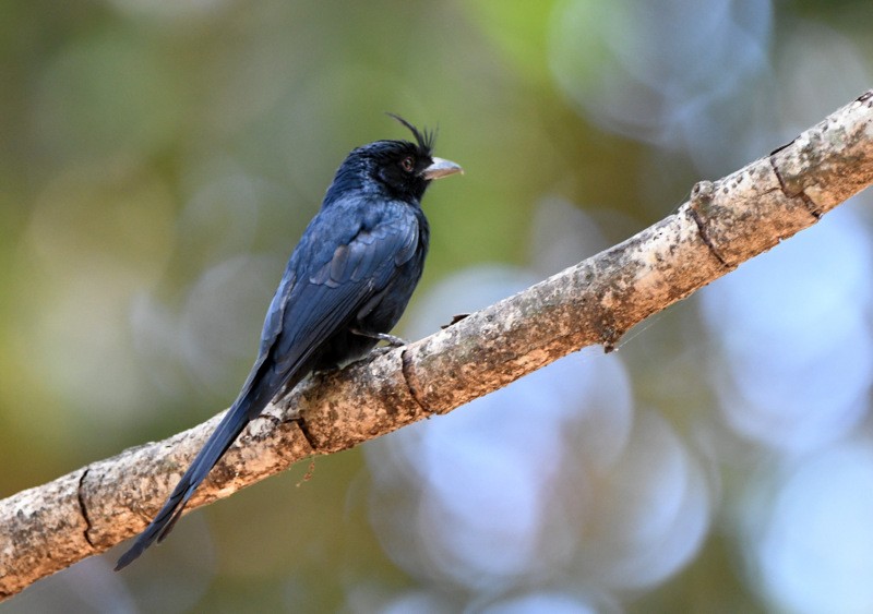Crested Drongo - ML204311511