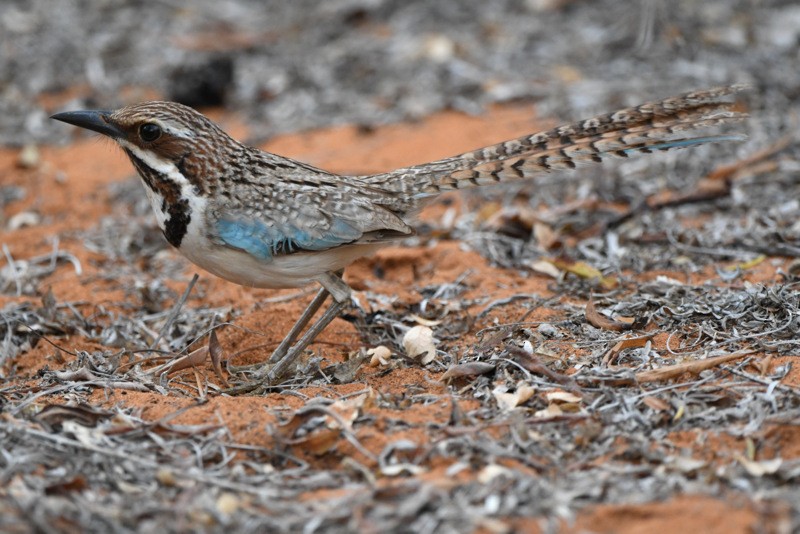 Long-tailed Ground-Roller - ML204311701