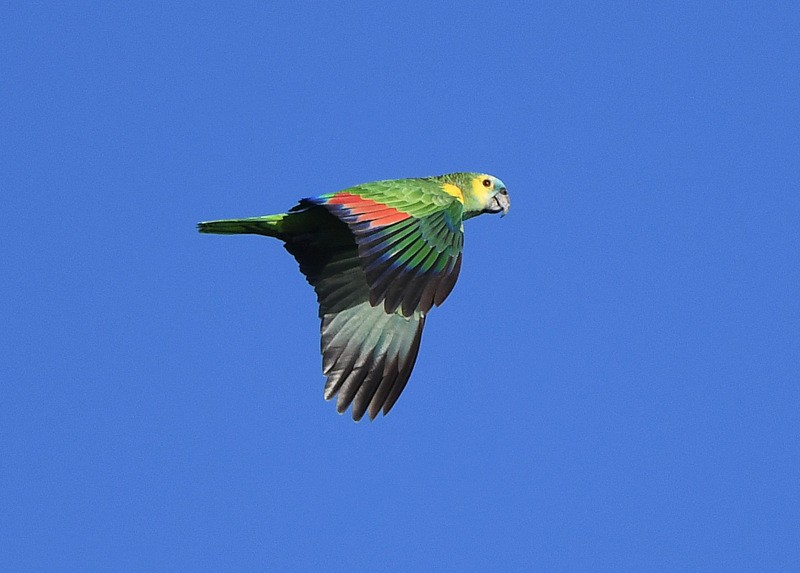 Turquoise-fronted Parrot - Tadeusz Stawarczyk