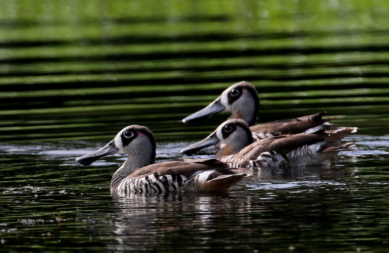 Pink-eared Duck - Hal and Kirsten Snyder