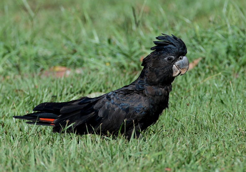 Red-tailed Black-Cockatoo - ML204311821