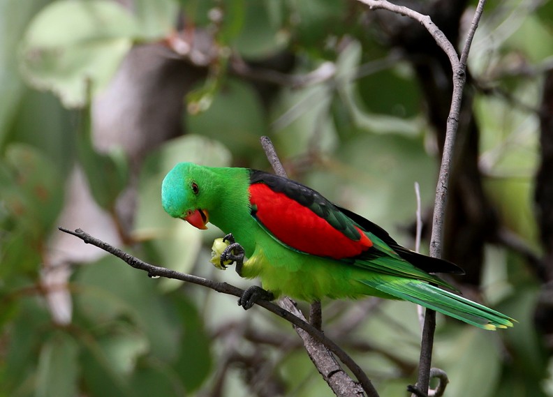 Red-winged Parrot - Hal and Kirsten Snyder