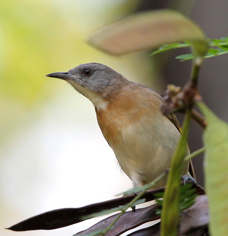 Rufous-banded Honeyeater - Hal and Kirsten Snyder