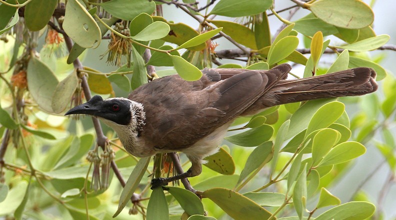 Silver-crowned Friarbird - ML204311861