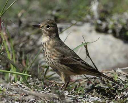 American Pipit - Hal and Kirsten Snyder