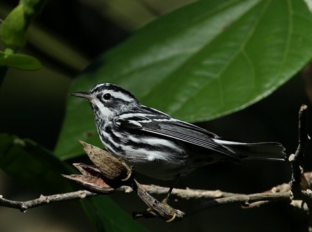 Black-and-white Warbler - ML204312081