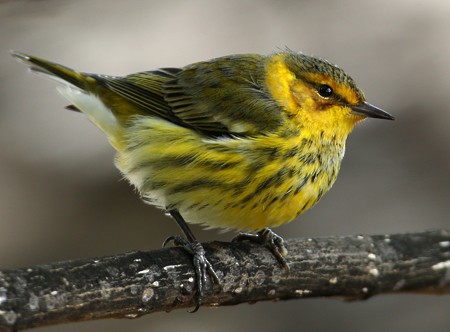 Cape May Warbler - Hal and Kirsten Snyder