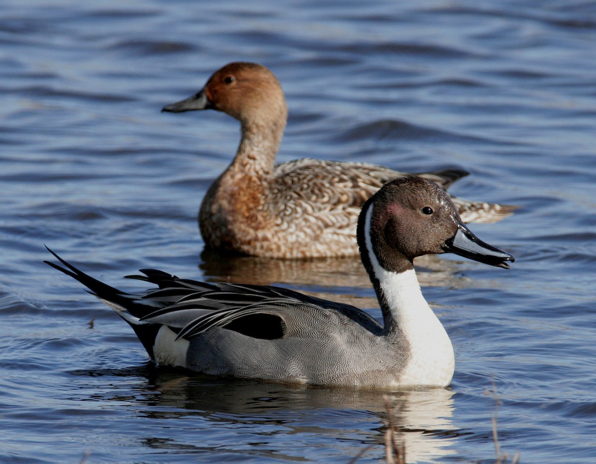 Northern Pintail - Hal and Kirsten Snyder