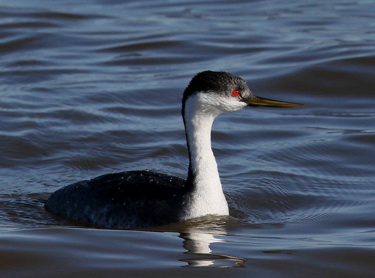 Western Grebe - Hal and Kirsten Snyder