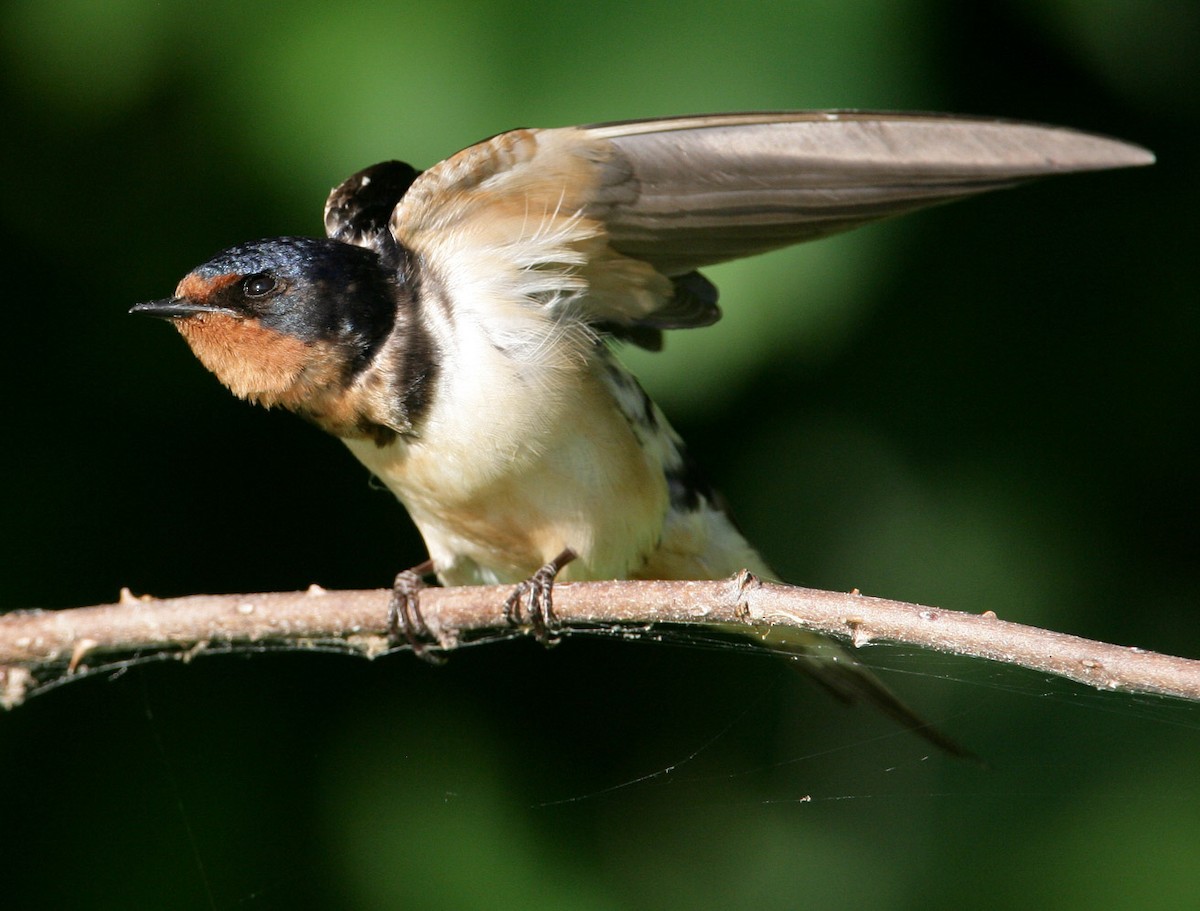 Barn Swallow - Hal and Kirsten Snyder