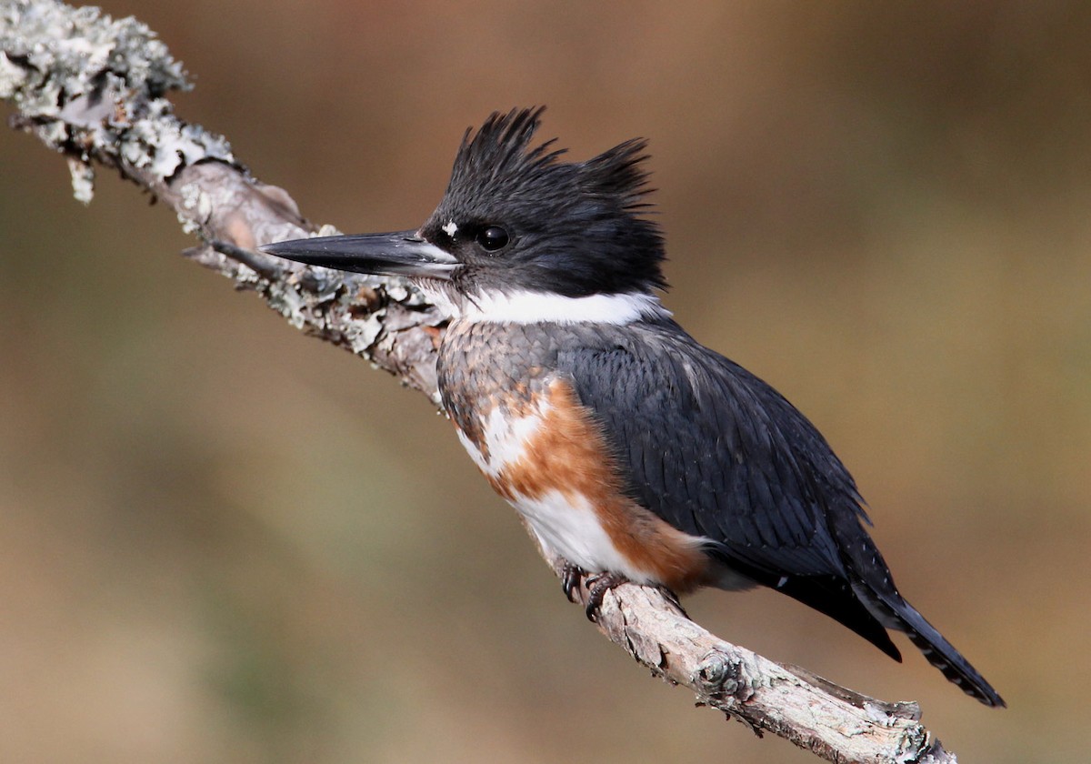 Belted Kingfisher - Hal and Kirsten Snyder