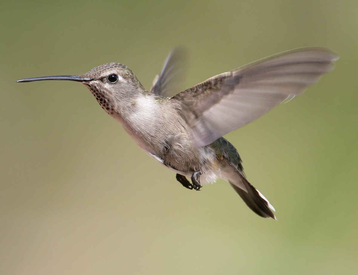 Black-chinned Hummingbird - Hal and Kirsten Snyder