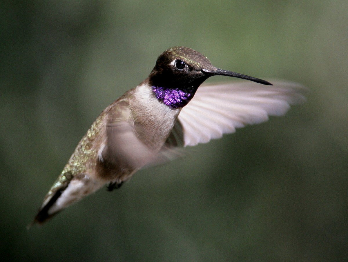 Black-chinned Hummingbird - Hal and Kirsten Snyder