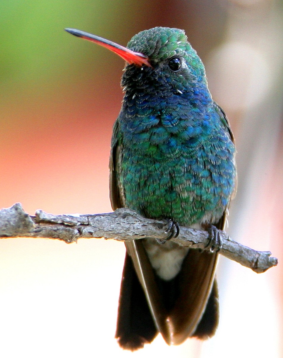 Broad-billed Hummingbird - Hal and Kirsten Snyder