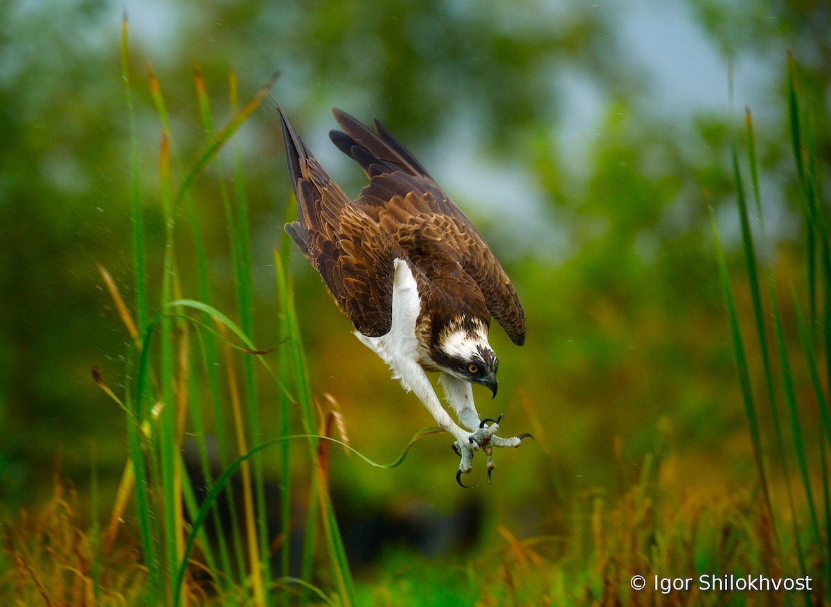 Osprey (haliaetus) - Igor Shilokhvost