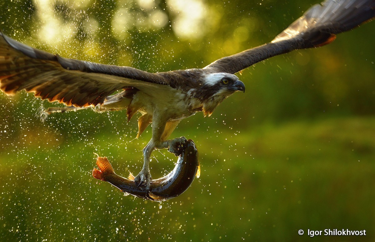 Osprey (haliaetus) - Igor Shilokhvost