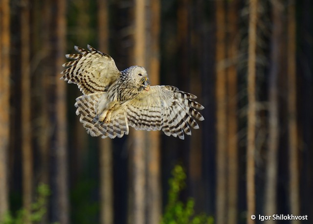 Definitive Basic Ural Owl (subspecies <em class="SciName notranslate">liturata</em>) - Ural Owl - 