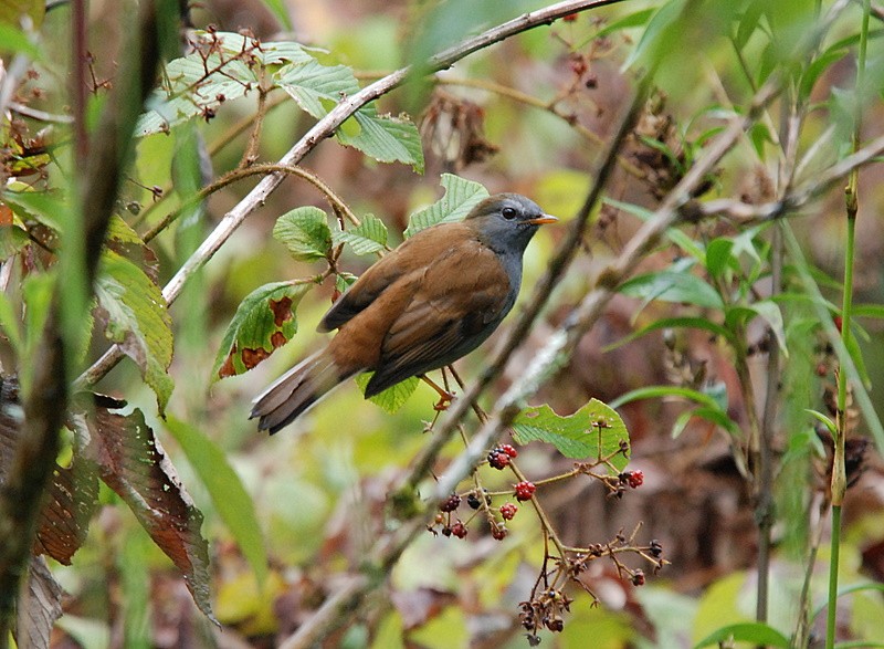 Andean Solitaire - Tadeusz Stawarczyk