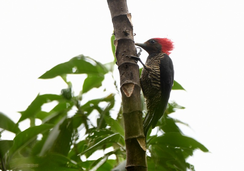 Helmeted Woodpecker - ML204313291