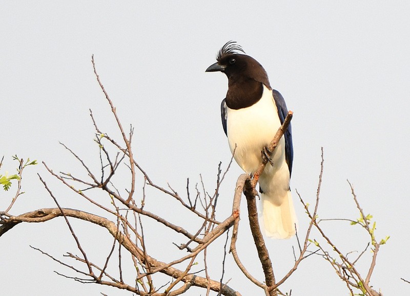 Curl-crested Jay - Tadeusz Stawarczyk