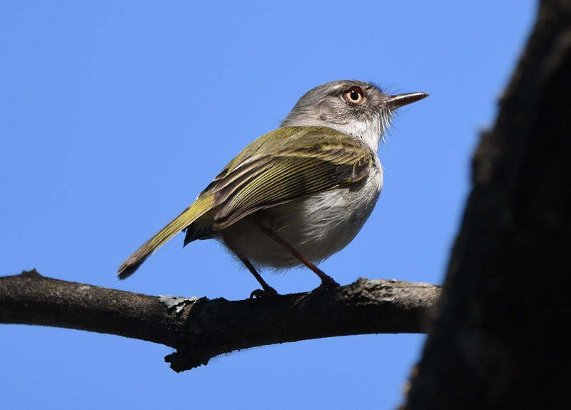 Pearly-vented Tody-Tyrant - ML204313581