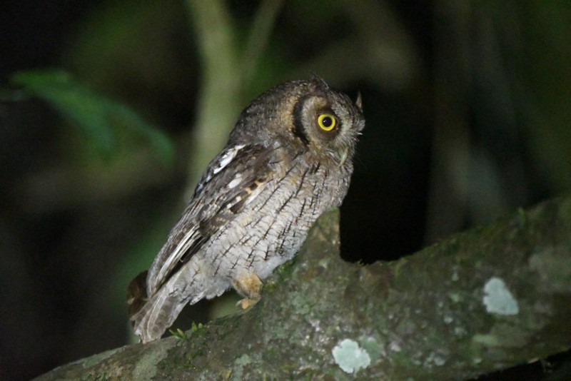 Tropical Screech-Owl - Tadeusz Stawarczyk