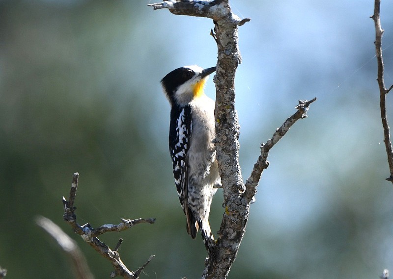 White-fronted Woodpecker - ML204313691