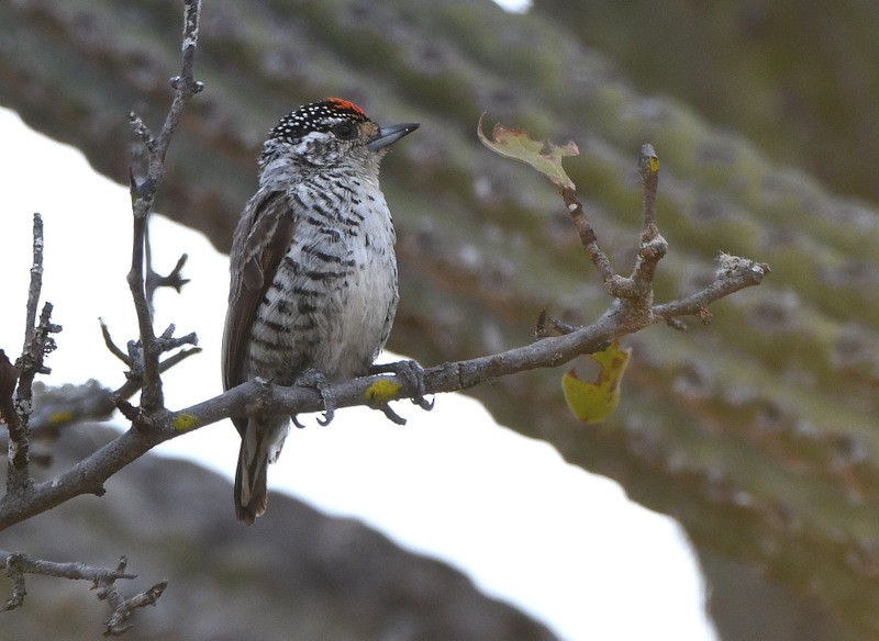White-barred Piculet - ML204313821
