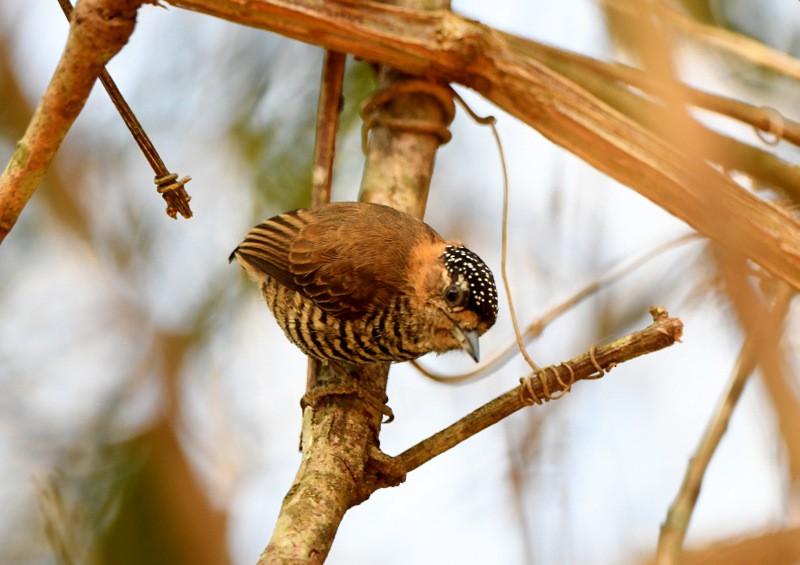 Ochre-collared Piculet - Tadeusz Stawarczyk