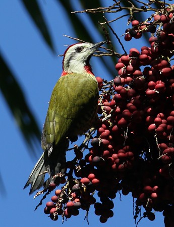 Cuban Green Woodpecker - Hal and Kirsten Snyder