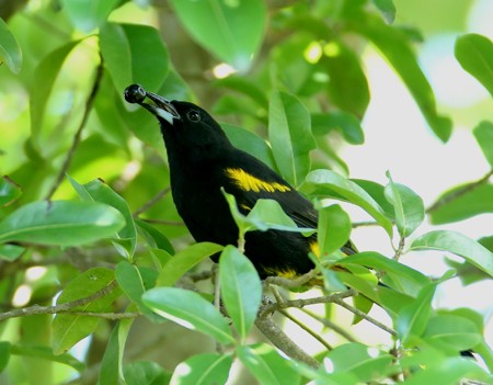 Cuban Oriole - Hal and Kirsten Snyder