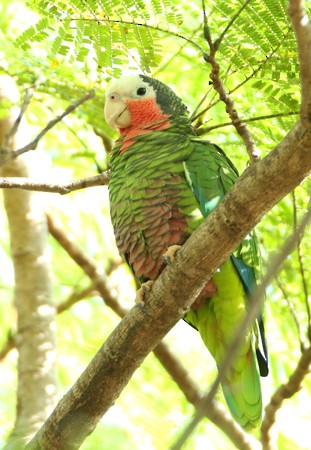 Cuban Parrot - Hal and Kirsten Snyder