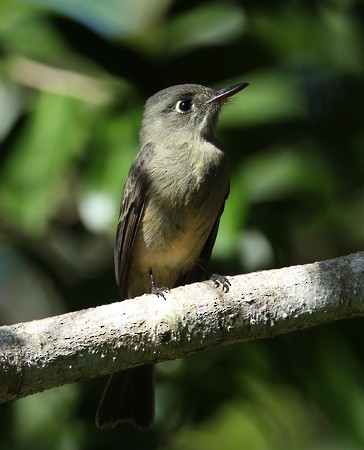 Cuban Pewee - Hal and Kirsten Snyder