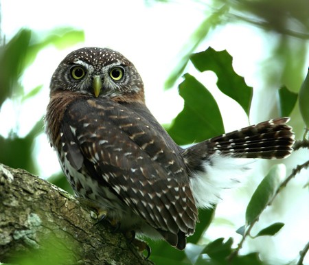 Cuban Pygmy-Owl - Hal and Kirsten Snyder